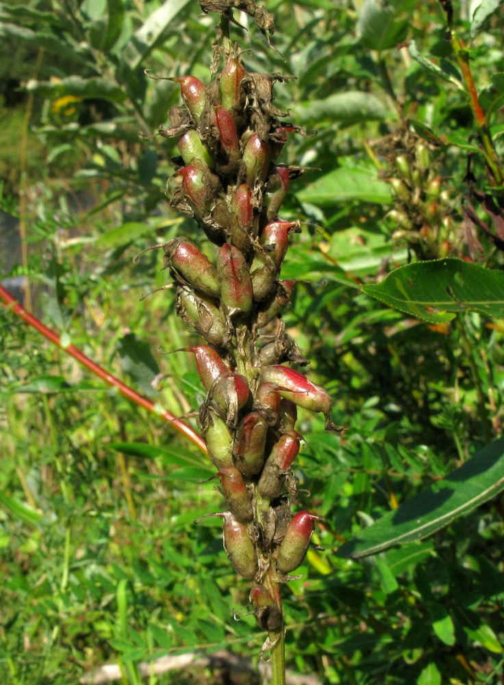 Image of Astragalus uliginosus specimen.