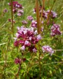Origanum vulgare. Верхушка цветущего растения. Австрия, Каринтия, окр. дер. Раммерсдорф (Rammersdorf), выс. ок. 500 м н.у.м. 20.07.2014.