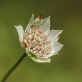 Astrantia maxima. Отцветающее соцветие. Карачаево-Черкесия, окр. г. Теберда, долина р. Бадук. 23.08.2014.