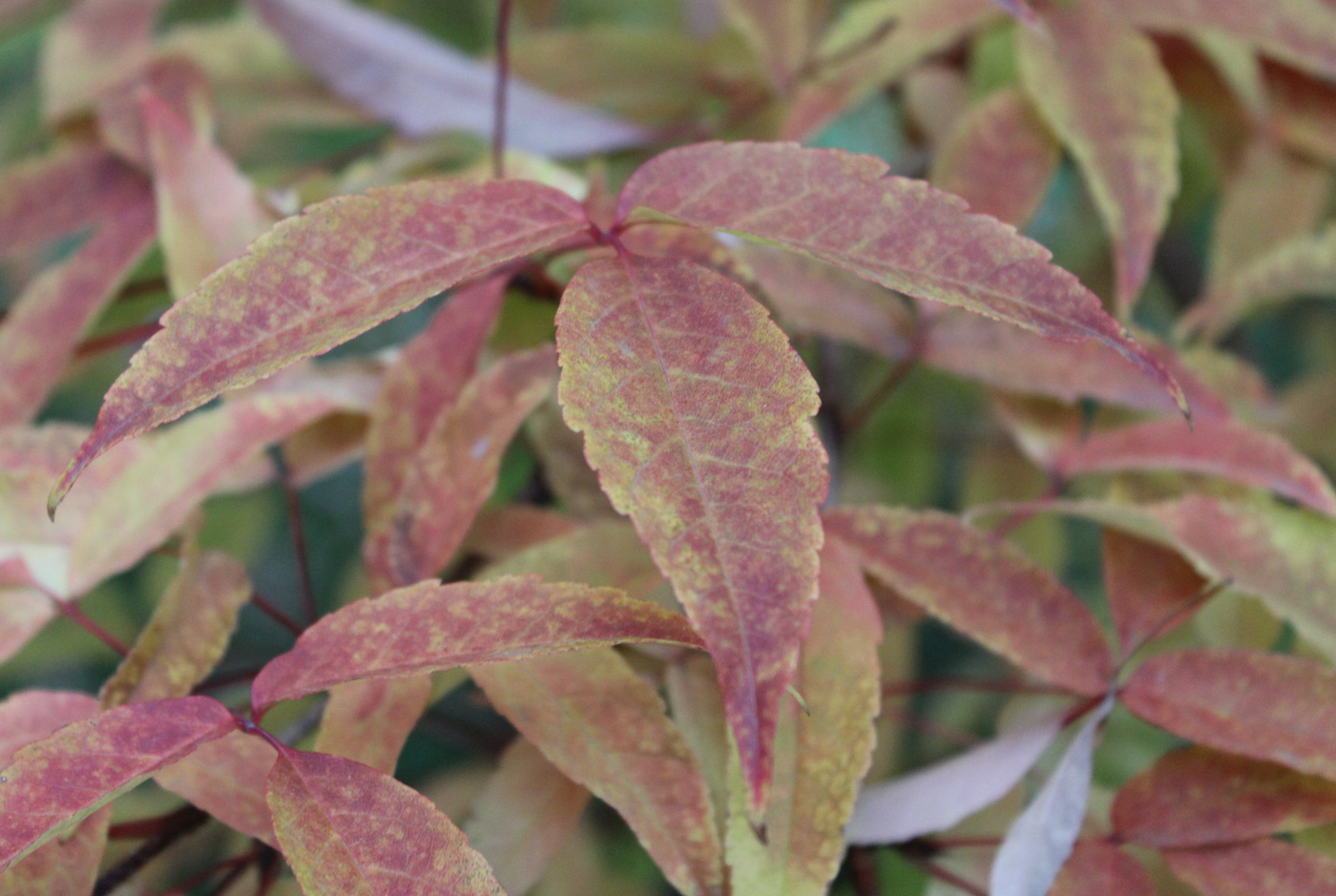 Image of Acer mandshuricum specimen.