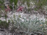 Matthiola fragrans