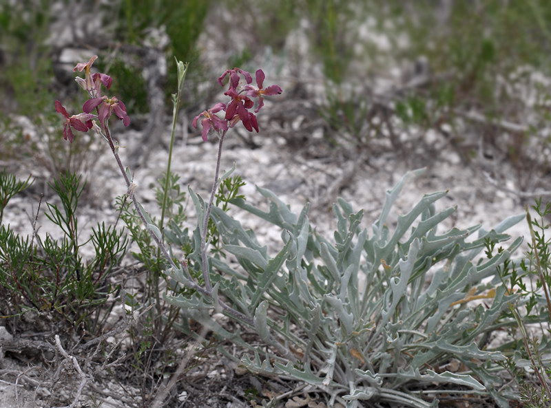 Image of Matthiola fragrans specimen.