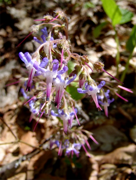 Изображение особи Trachystemon orientalis.