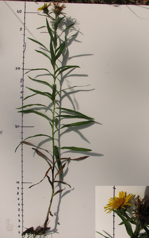 Image of Inula ensifolia specimen.