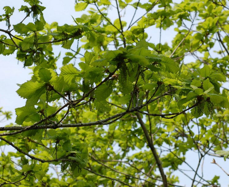 Изображение особи Quercus mongolica.