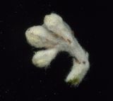 Sorbus aria. Бутоны (отделены от соцветия). Курская обл., г. Железногорск, в посадке. 27 мая 2009 г.