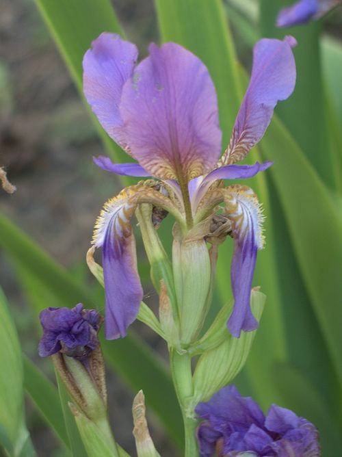 Image of Iris alberti specimen.