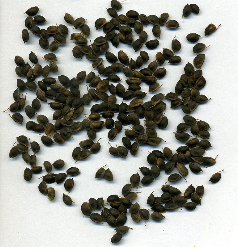 Image of Anthyllis macrocephala specimen.