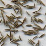 Senecio vulgaris. Семянки (хохолки удалены). Курская обл., Железногорский р-н, пос. Каменец, дачи Жуковец, огород. 1 ноября 2009 г.