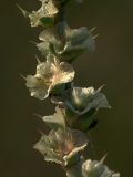 Image of taxon representative. Author is Ростислав Лежоев