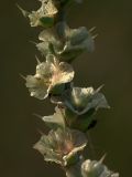 Salsola tragus