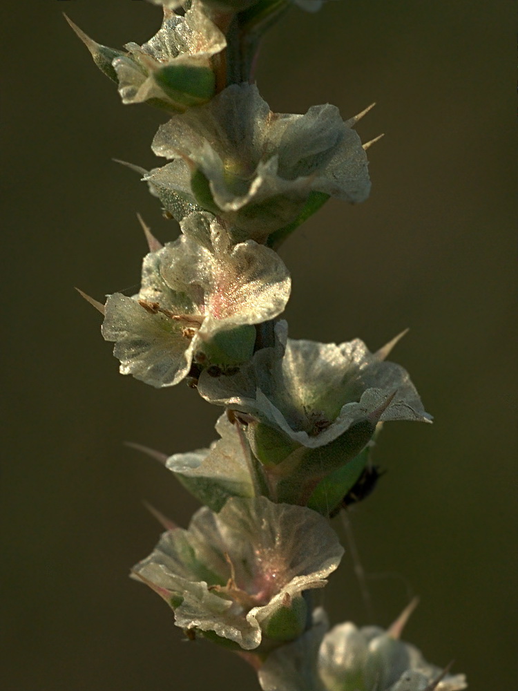 Image of Salsola tragus specimen.