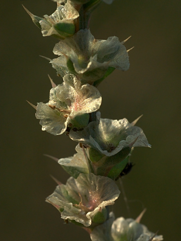 Изображение особи Salsola tragus.