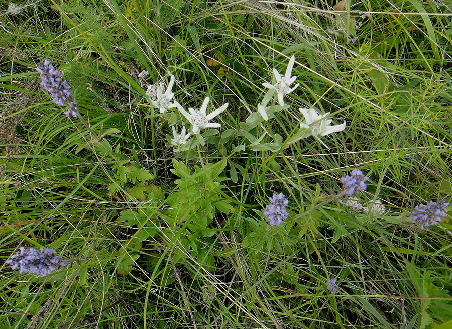 Image of Leontopodium fedtschenkoanum specimen.