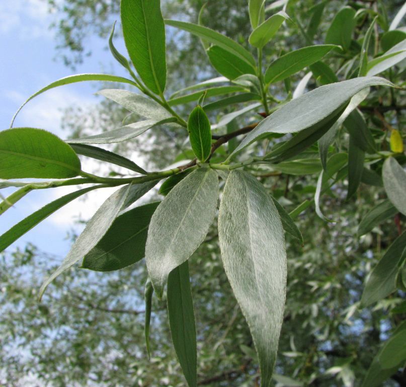 Image of Salix alba specimen.