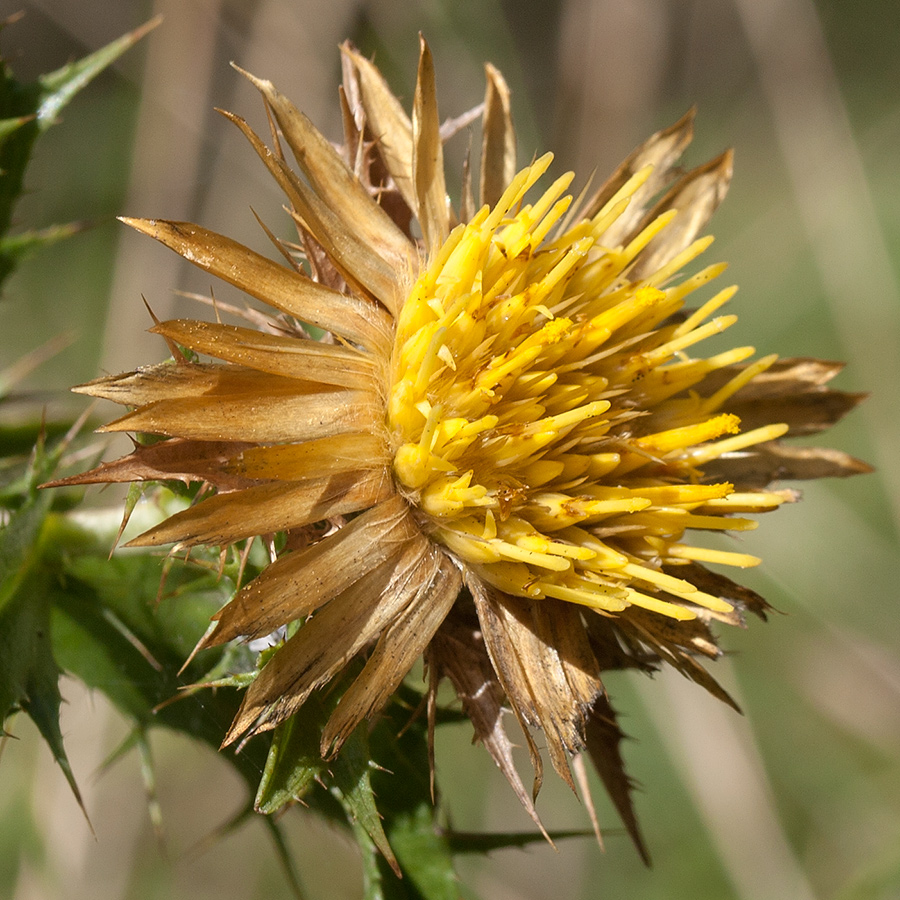 Image of Carlina corymbosa specimen.