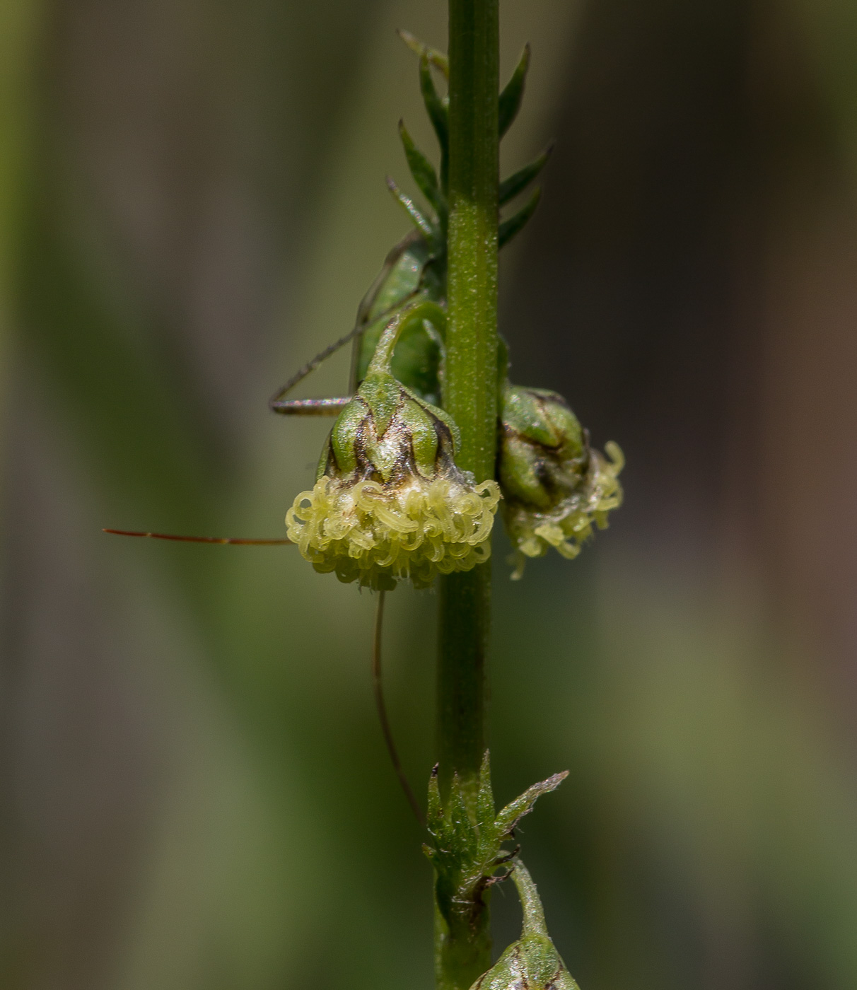 Изображение особи Artemisia latifolia.