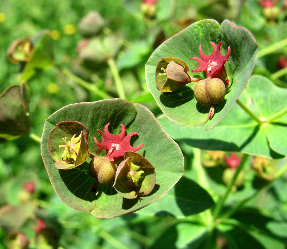 Image of Euphorbia oblongifolia specimen.