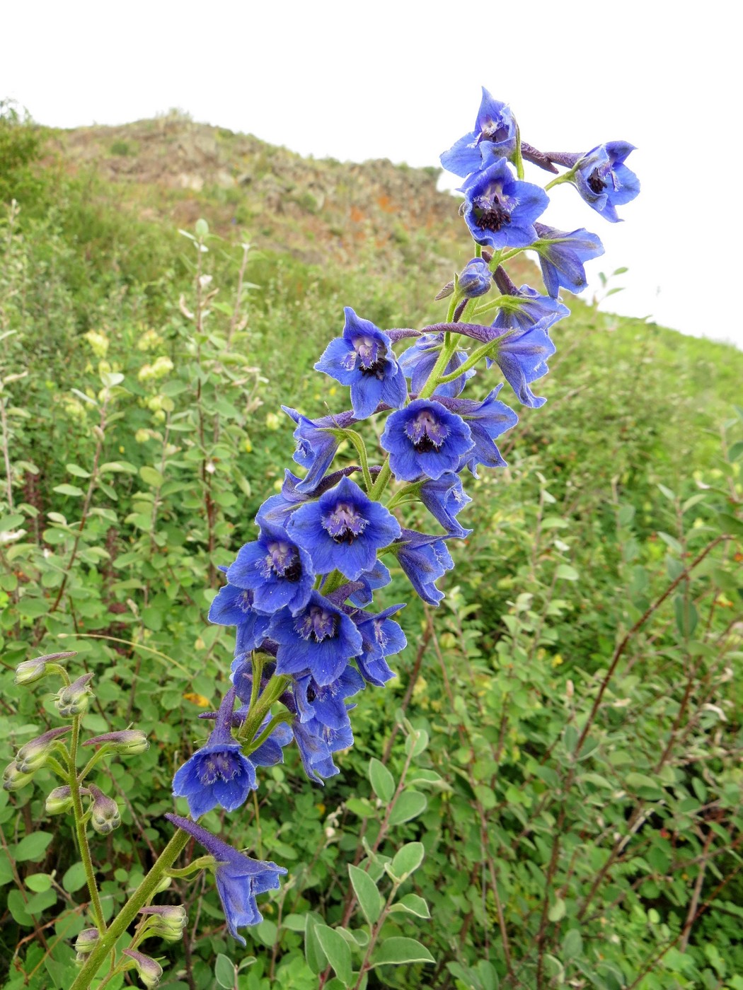 Image of Delphinium aemulans specimen.