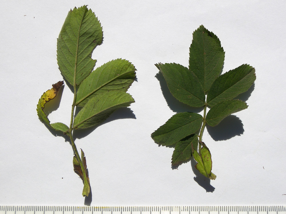 Image of Rosa mollis specimen.