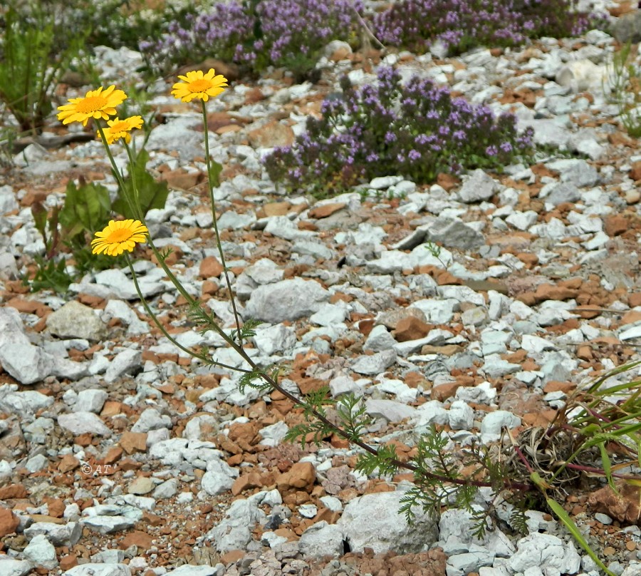 Image of Anthemis tinctoria specimen.