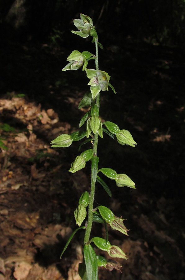 Изображение особи Epipactis leptochila.