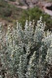 Artemisia rutifolia. Верхушка цветущего растения. Южный Казахстан, горы Алатау (Даубаба), Западное ущелье. 23.06.2014.