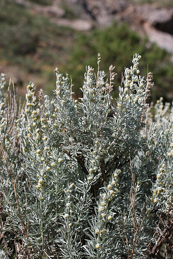 Image of Artemisia rutifolia specimen.