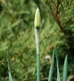 Narcissus poeticus