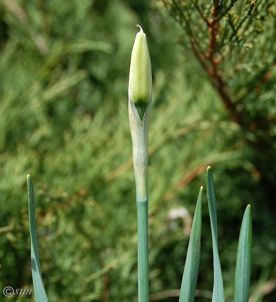 Изображение особи Narcissus poeticus.