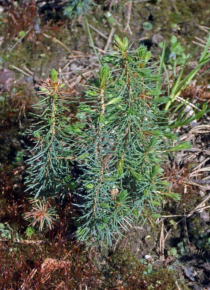 Изображение особи Picea glauca.