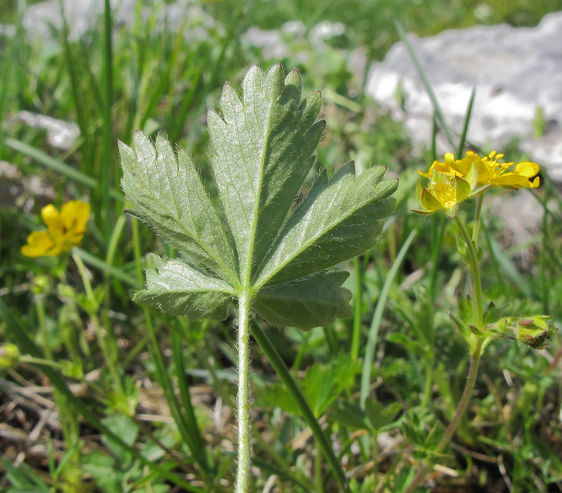 Image of Potentilla crantzii specimen.