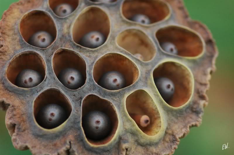 Image of Nelumbo nucifera specimen.