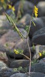 Corydalis impatiens