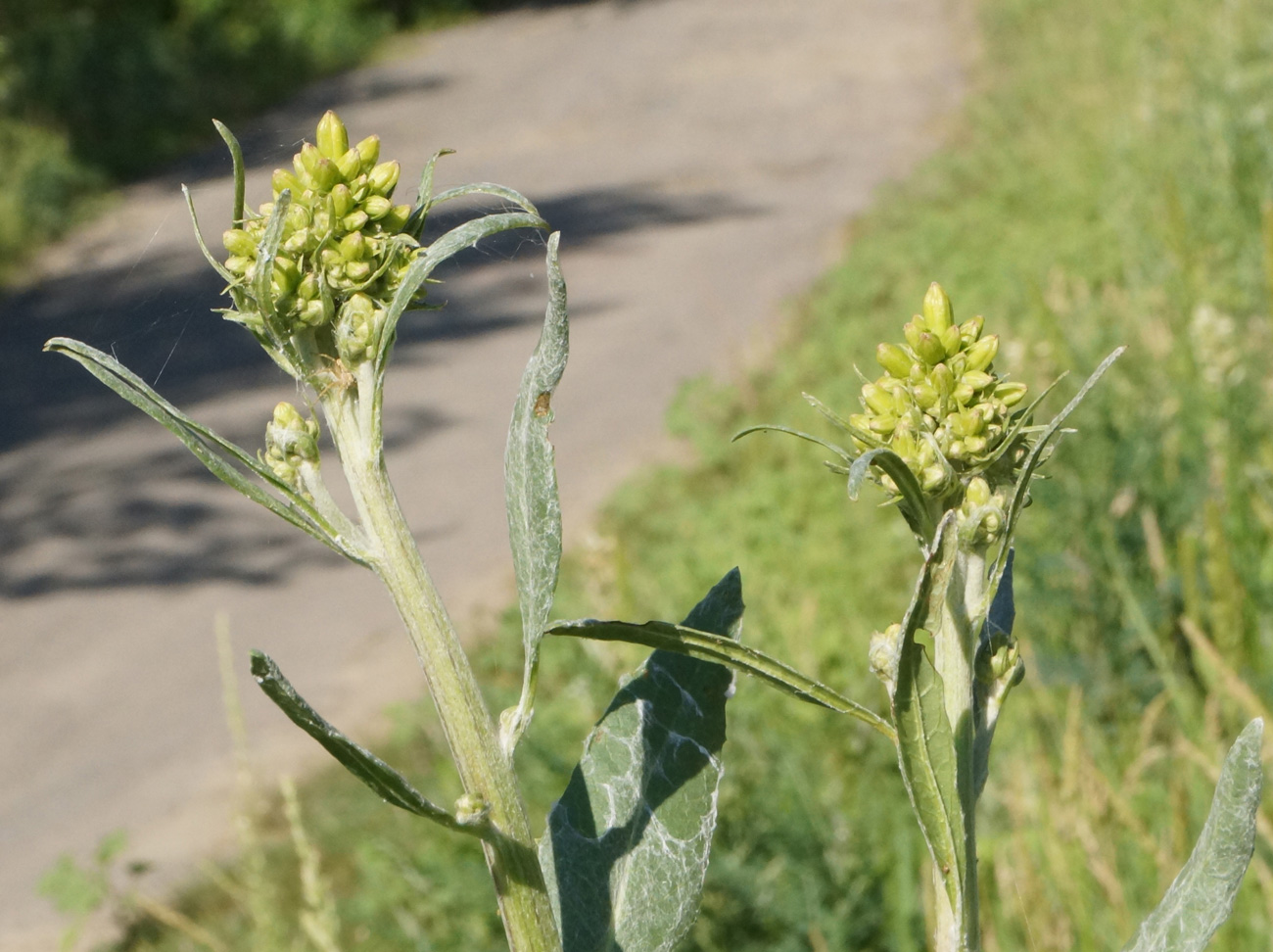 Изображение особи Ligularia songarica.