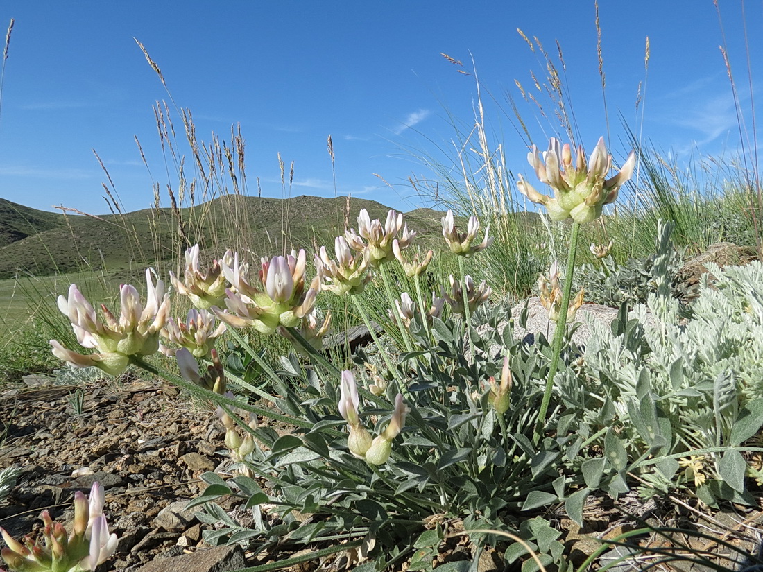 Изображение особи Astragalus arkalycensis.