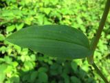 Commelina communis