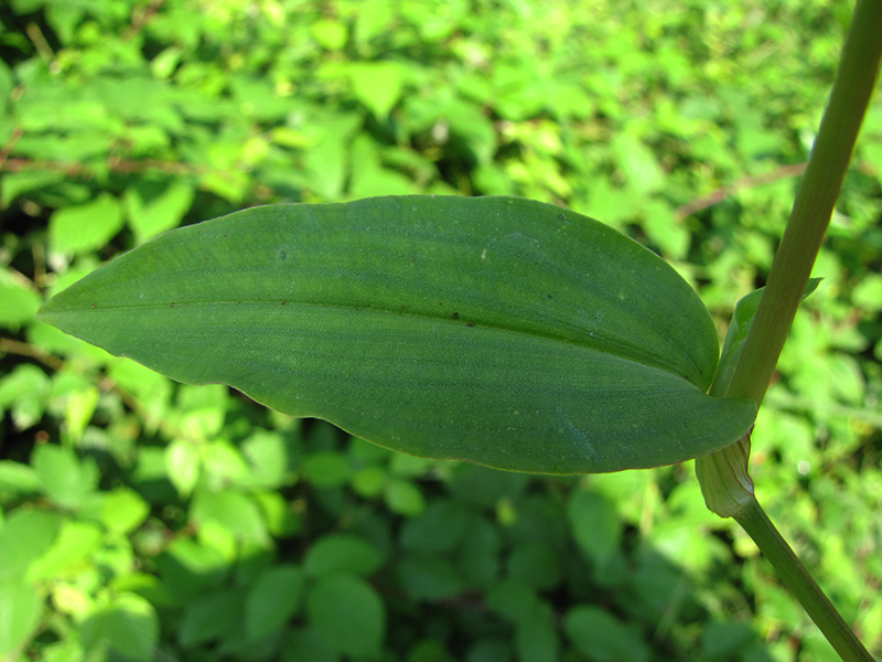 Изображение особи Commelina communis.