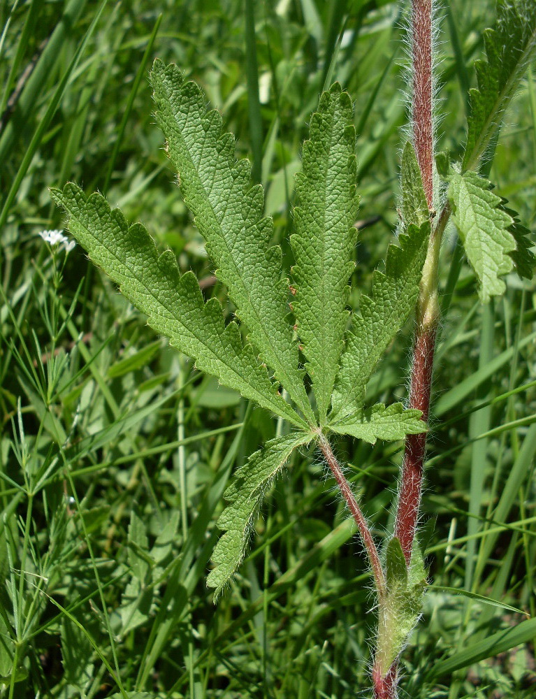 Image of Potentilla pedata specimen.