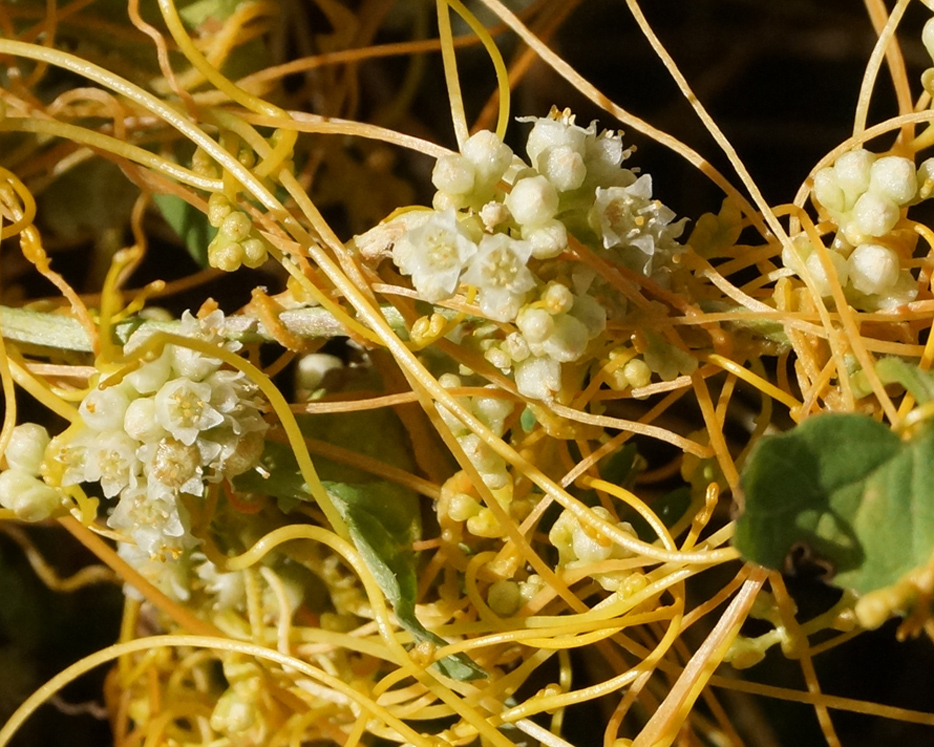 Image of Cuscuta campestris specimen.