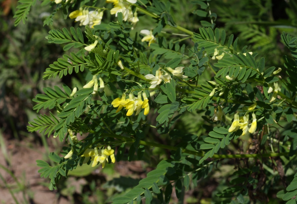 Изображение особи Astragalus chinensis.