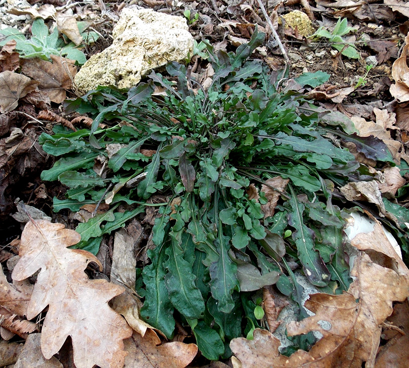 Image of Erysimum cuspidatum specimen.