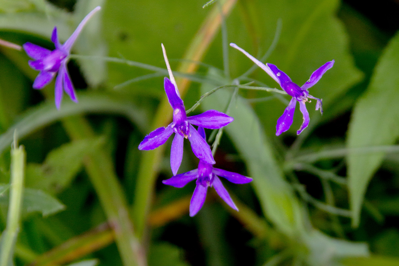 Image of Delphinium consolida specimen.