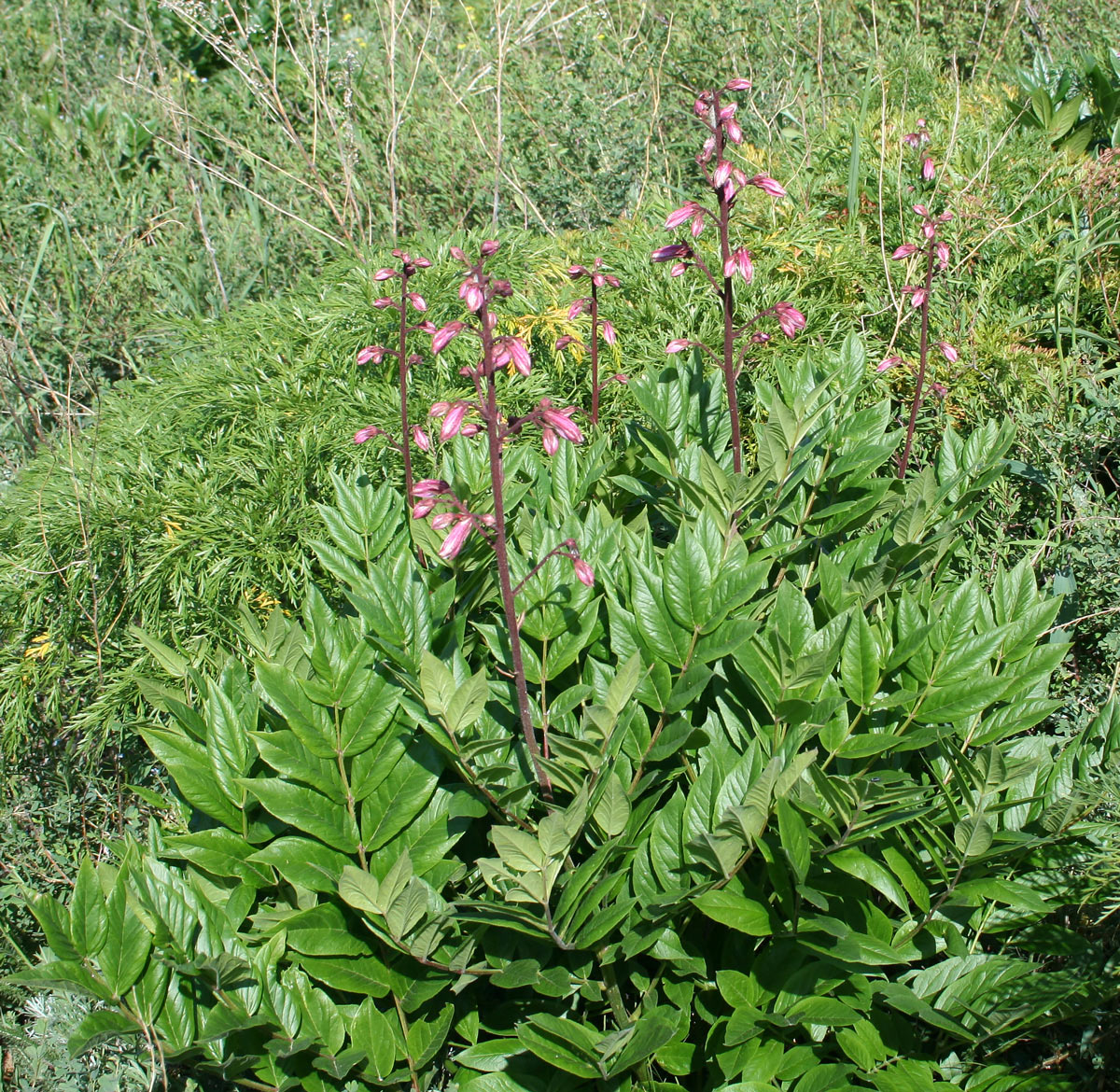 Изображение особи Dictamnus angustifolius.