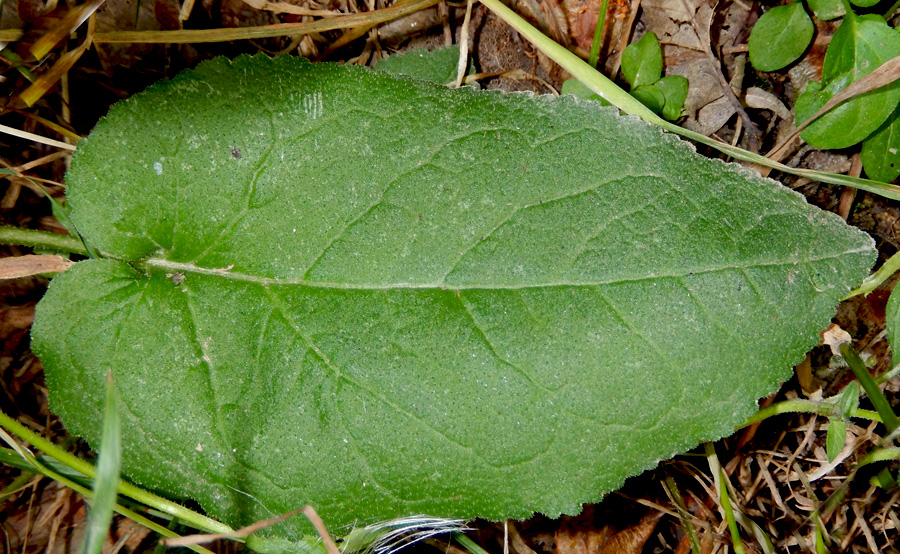 Image of Campanula maleevii specimen.