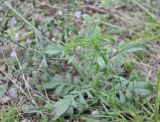 genus Scabiosa