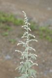 Artemisia argyi