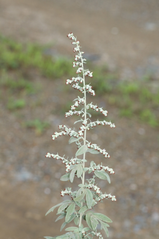 Image of Artemisia argyi specimen.