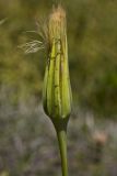 Tragopogon australis