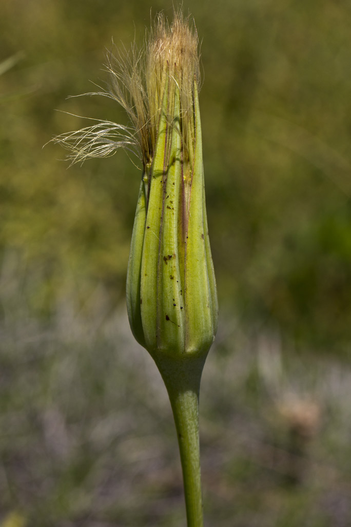 Image of Tragopogon australis specimen.